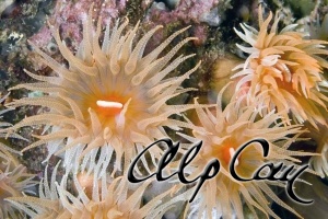 Stony Corals_15