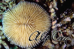 Stony Corals_17