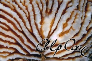 Stony Corals_21