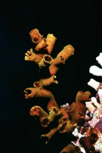 Stony Corals_28