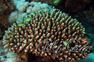 Stony Corals_30