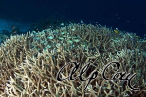 Stony Corals_38