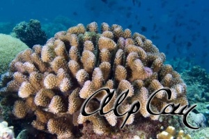 Stony Corals_41