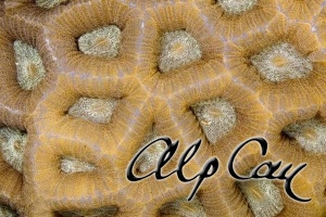 Stony Corals_47