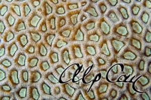 Stony Corals_4