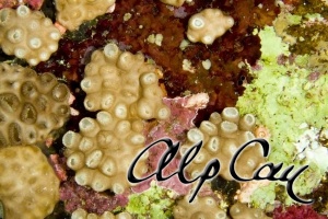 Stony Corals_6