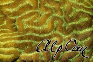 Stony Corals_11