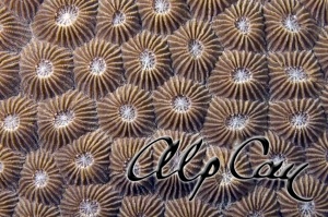 Stony Corals_14