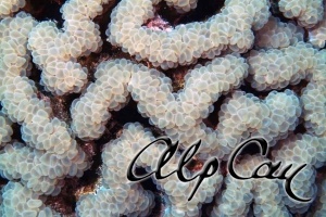 Stony Corals_31
