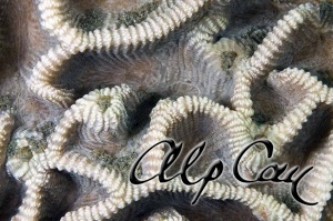 Stony Corals_49
