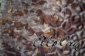 Stony Corals_8
