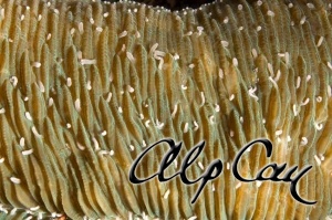 Stony Corals_9