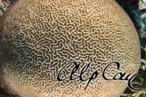 Stony Corals_16