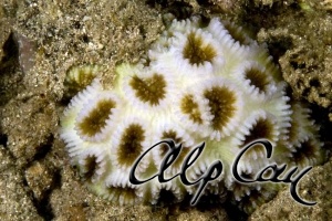 Stony Corals_19