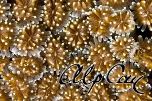 Stony Corals_33