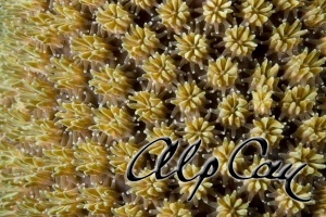 Stony Corals_34