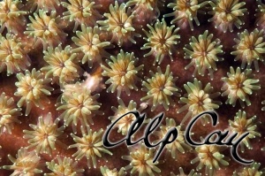 Stony Corals_35