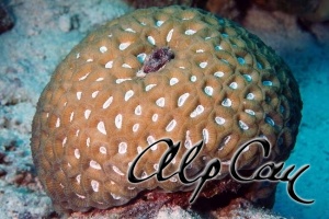 Stony Corals_44
