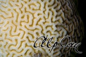 Stony Corals_51
