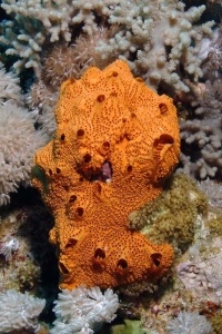 Sponges_5