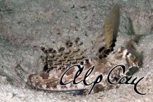 Dactylopus dactylopus