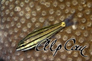 Cheilodipterus quincuelineatus