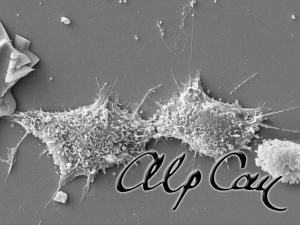 Vero cells at telophase stage on a culture plate