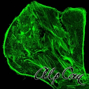 F-actin filaments in a Vero cell