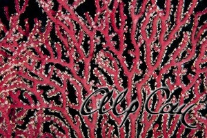 Scleronephthya sp. (Gorgonian coral)