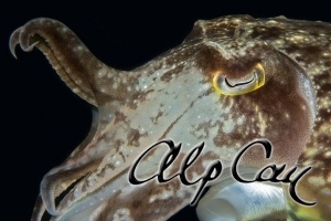 Needle cuttlefish