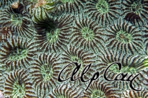 stony coral_3