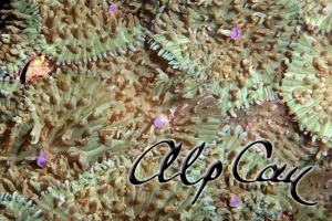 soft coral_5