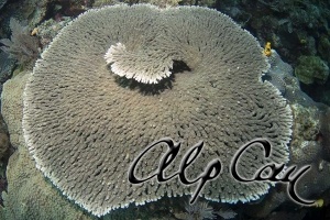 stony corals_5