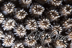 stony corals_8