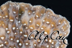 stony corals_9