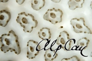 Aplidium crateriferum