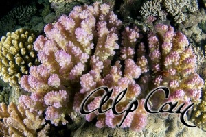 stony coral_10